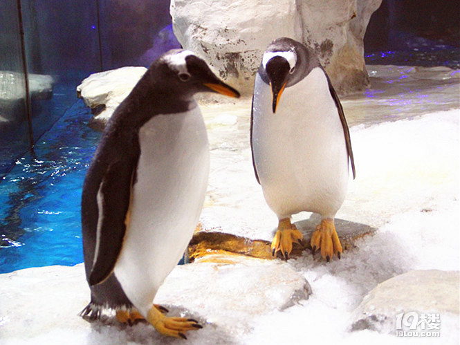 在吗?问你个问题:北极有没有企鹅?