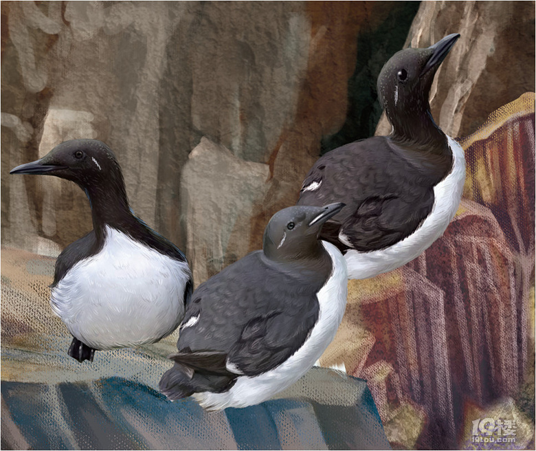 在吗?问你个问题:北极有没有企鹅?