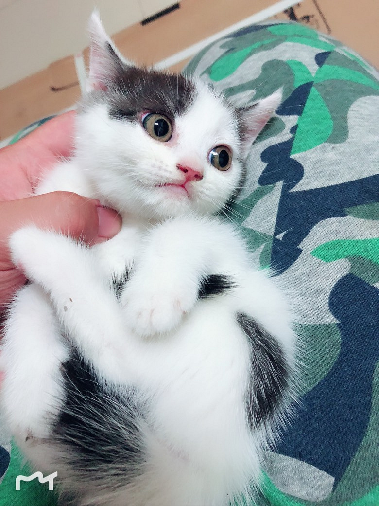 ʣ��ֻӢ��Сè���п��ϵġ�