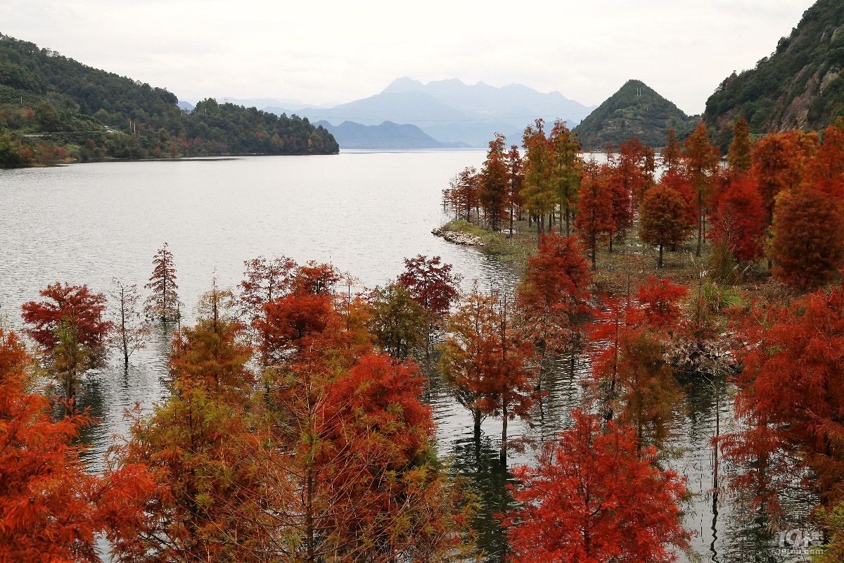 黃岩長潭水庫紅樹林