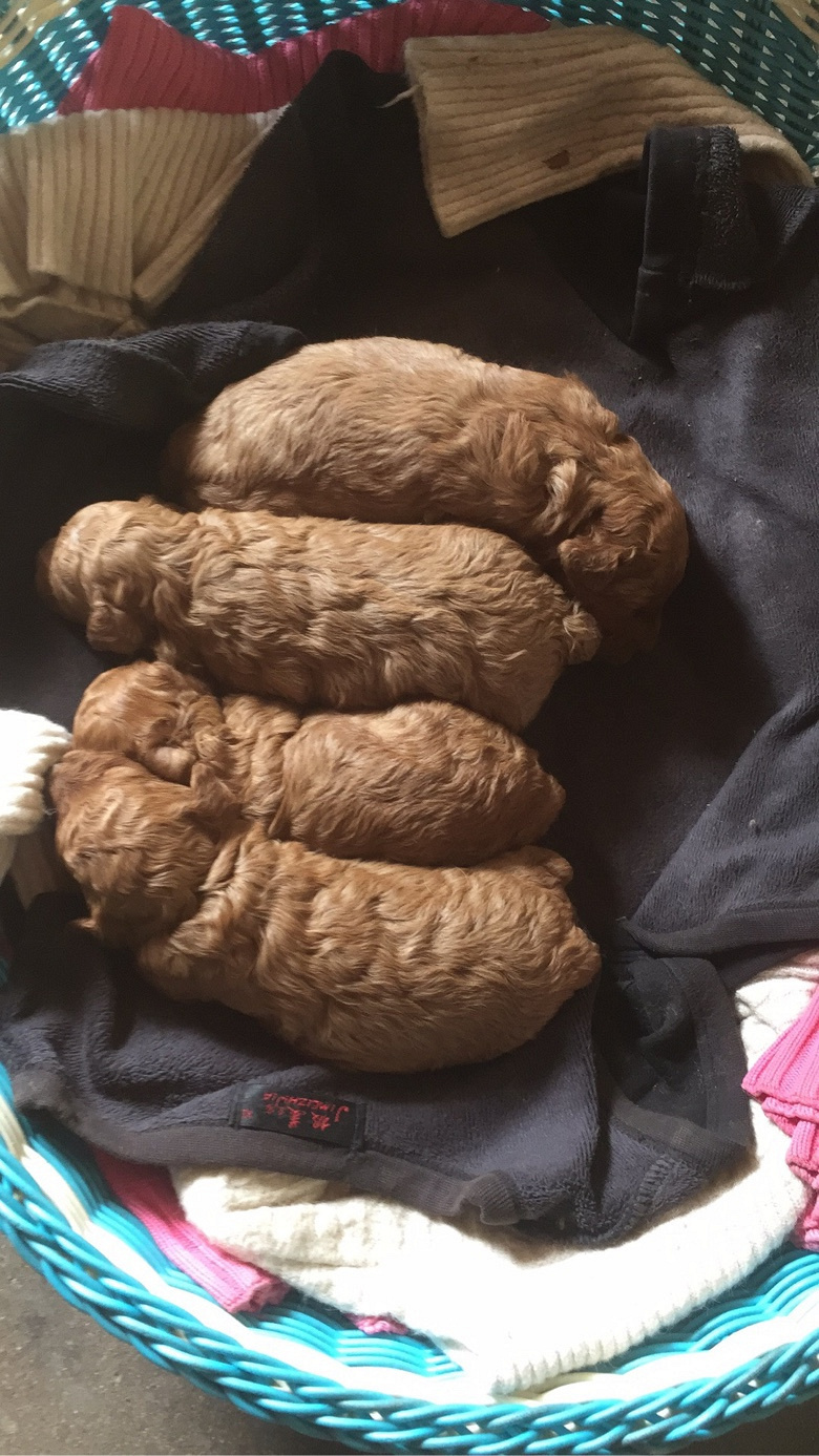 ̩�ϱ�������Ŷ���������ǳ����֡�