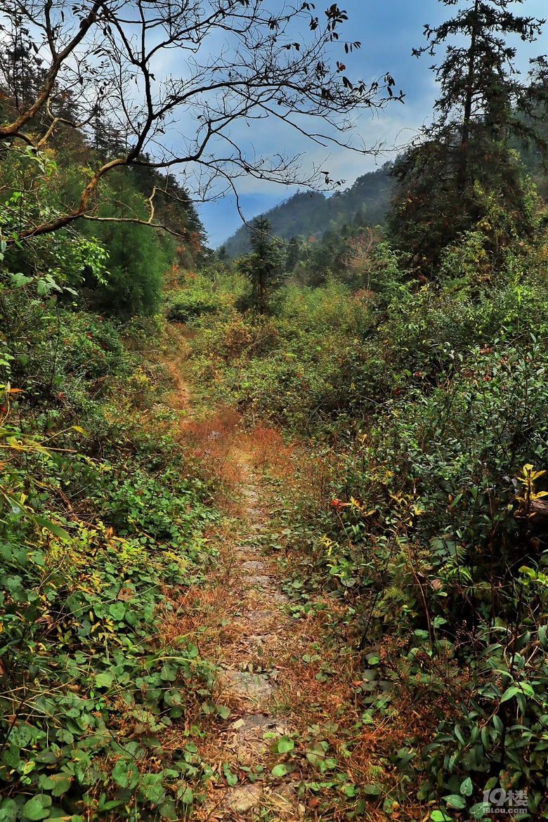 美醉了这条藏着绝色美景和众多遗迹的最美森林古道你去过吗