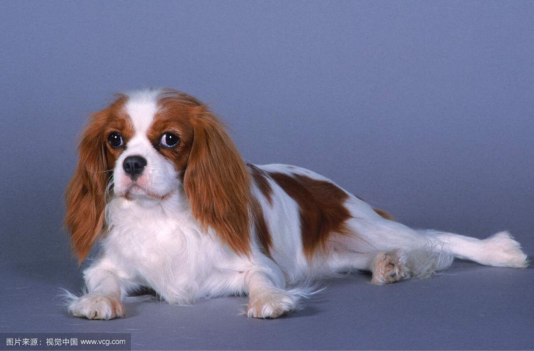 Ӣ����ʿ������Ȯ