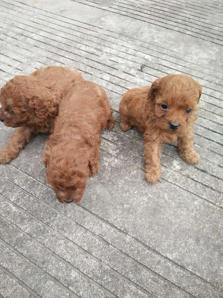 �����Լ����µ�С̩�ϣ��ܾ�������