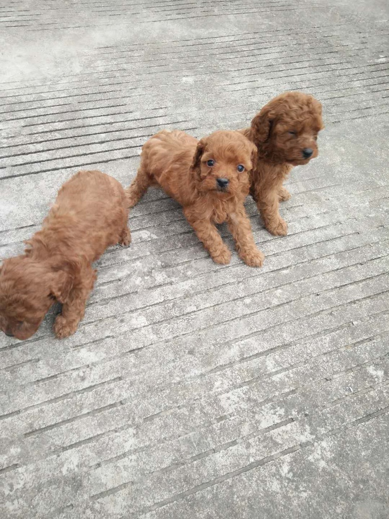 �����Լ����µ�С̩�ϣ��ܾ�������