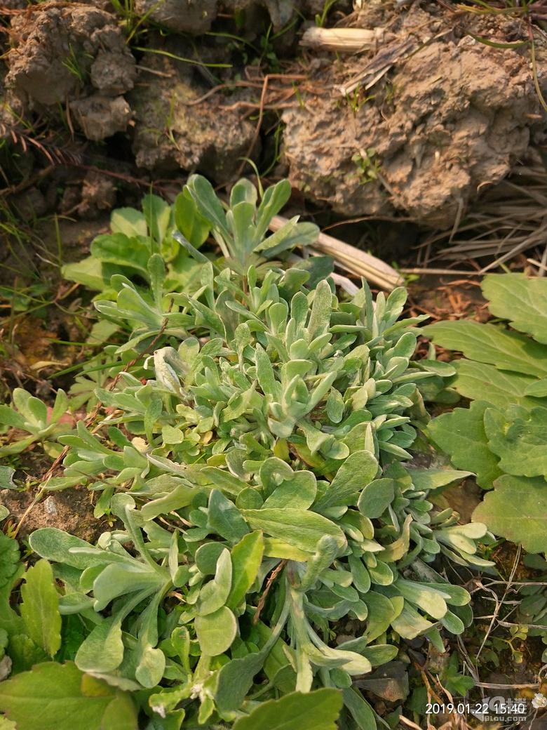 随手拍地梅土话长势良好