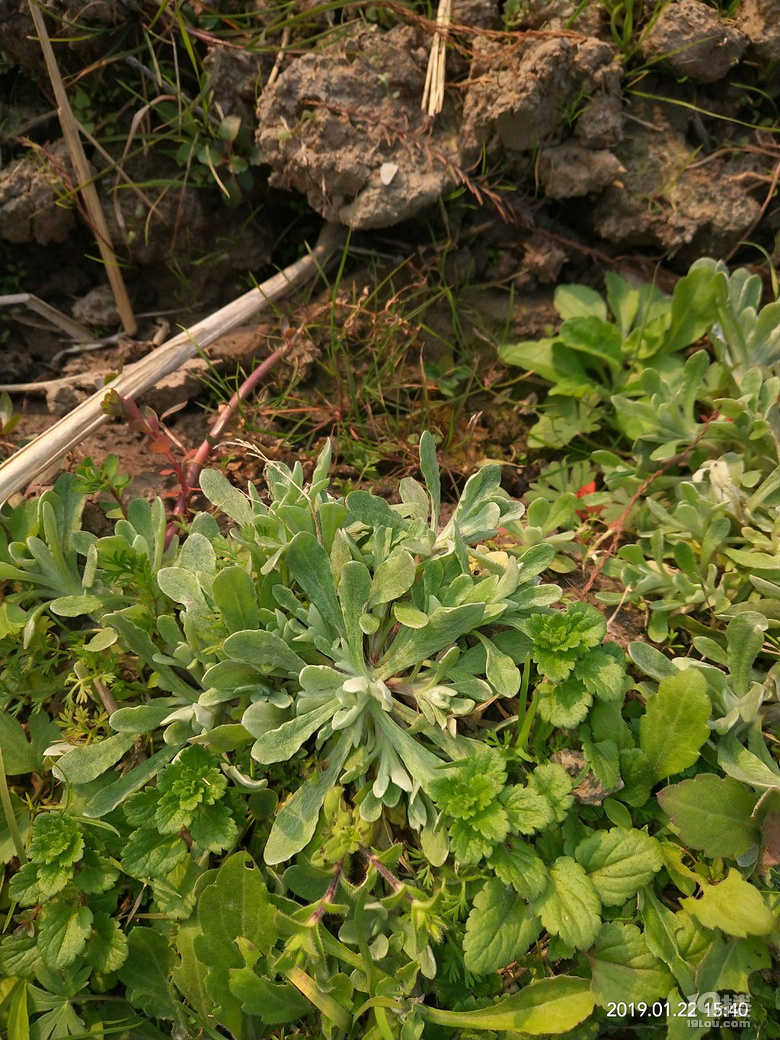 随手拍地梅土话长势良好