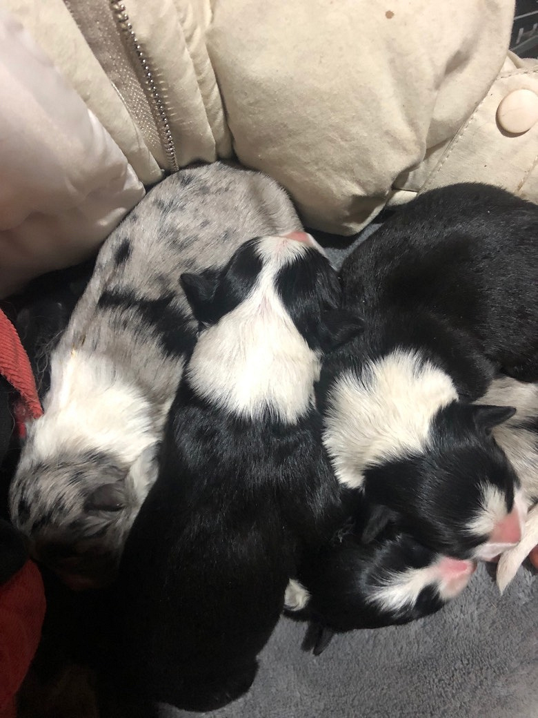 ����������������Ԥ��