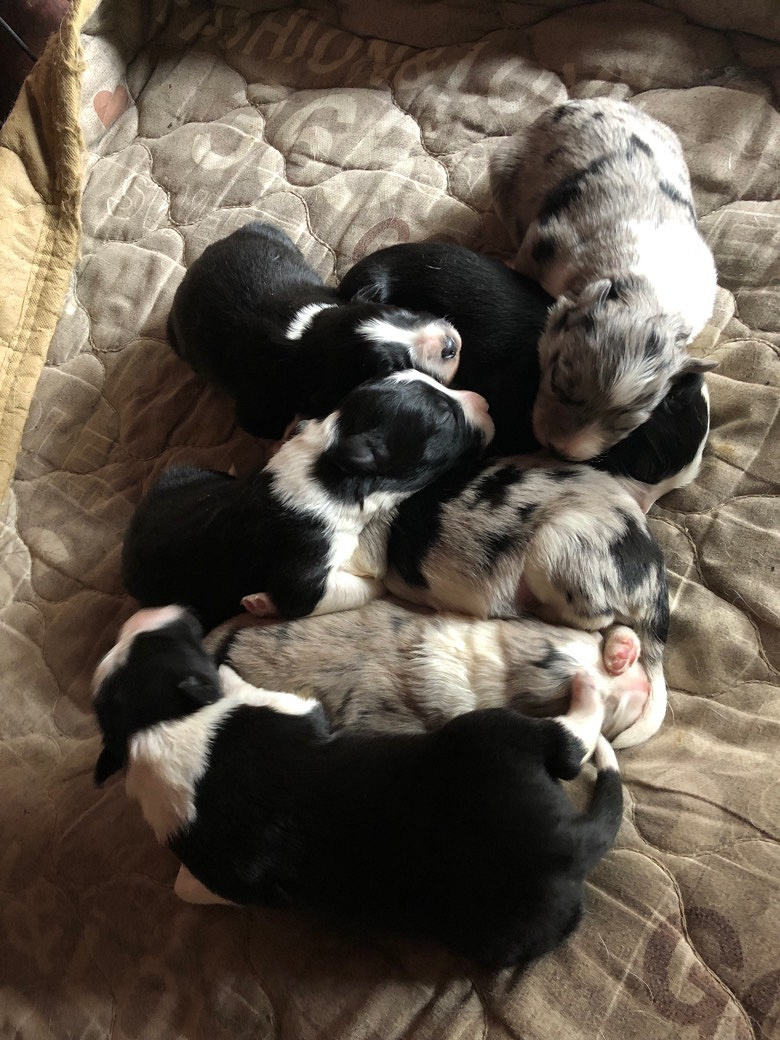 ����������������Ԥ��