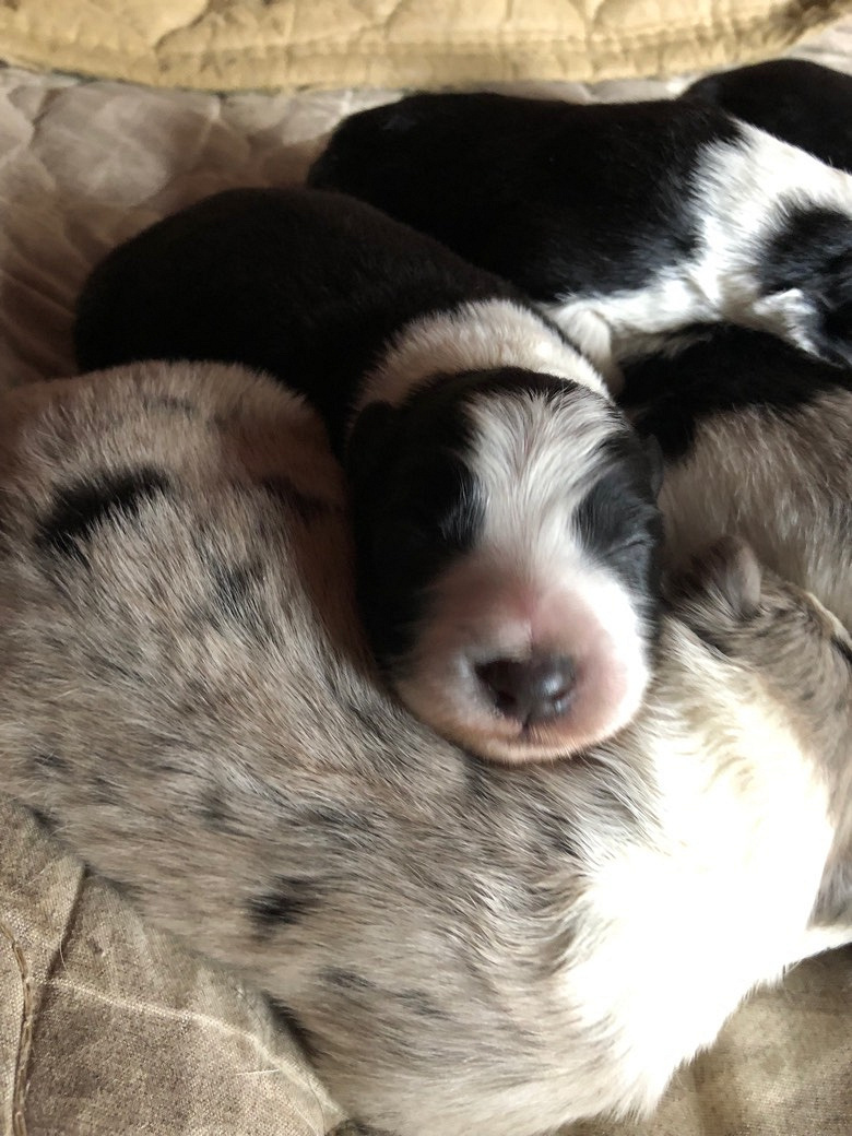 ����������������Ԥ��