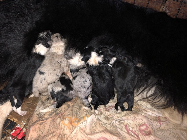 ����������������Ԥ��