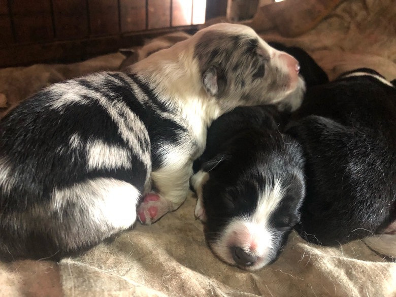 ����������������Ԥ��