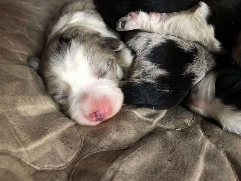 ����������������Ԥ��