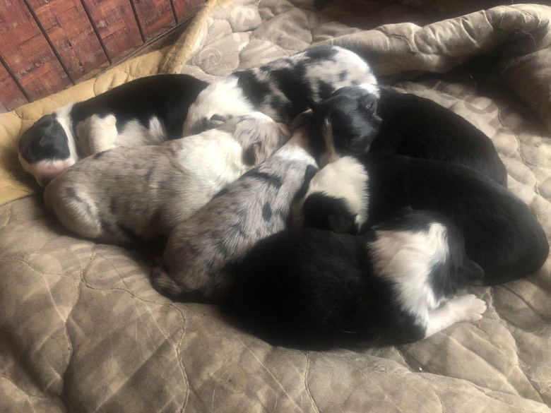 ����������������Ԥ��