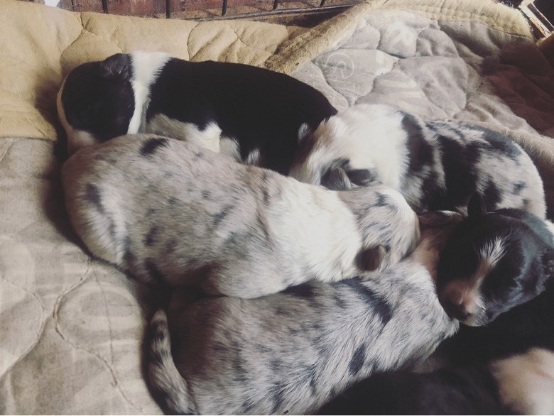 ����������������Ԥ��