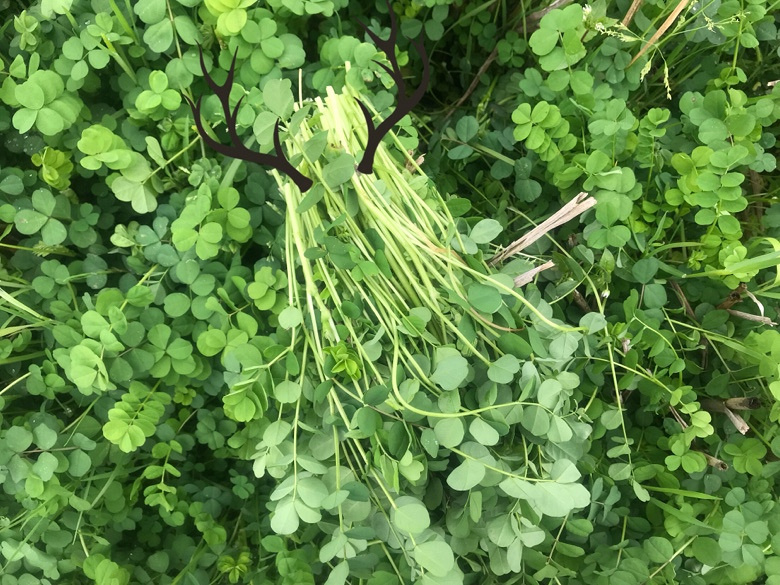 吃货在台州no30花草炒糕美味哦