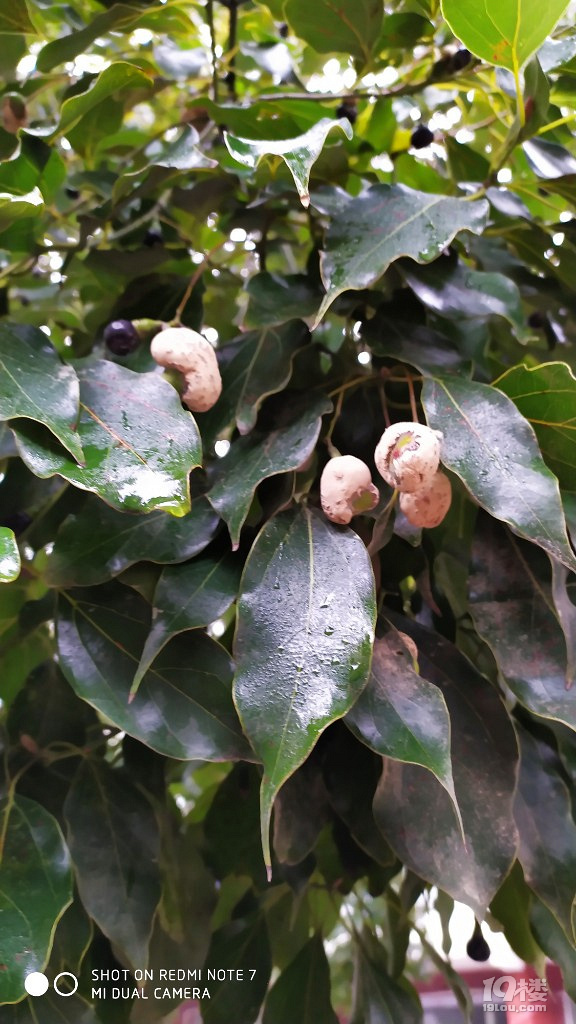 随手拍这是变异的樟树果吗