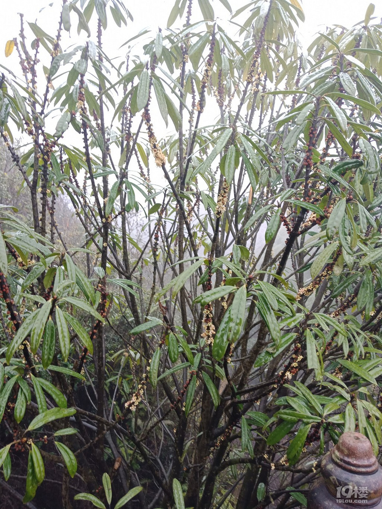 【随手拍】这是野枇杷树吗?