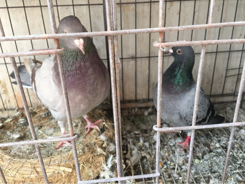 ��������̩��