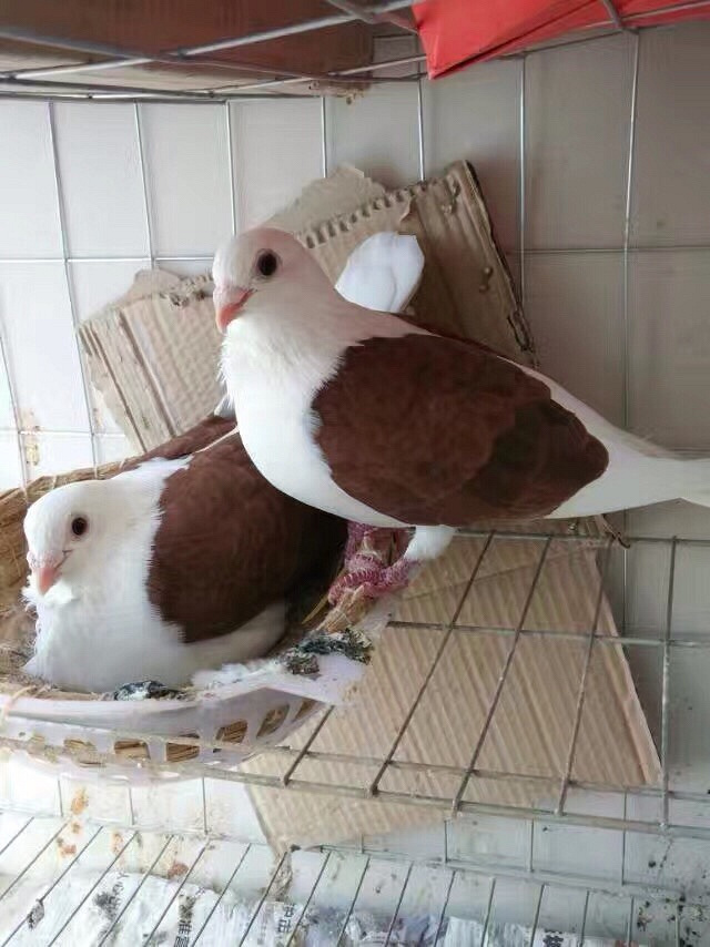 ��������̩��