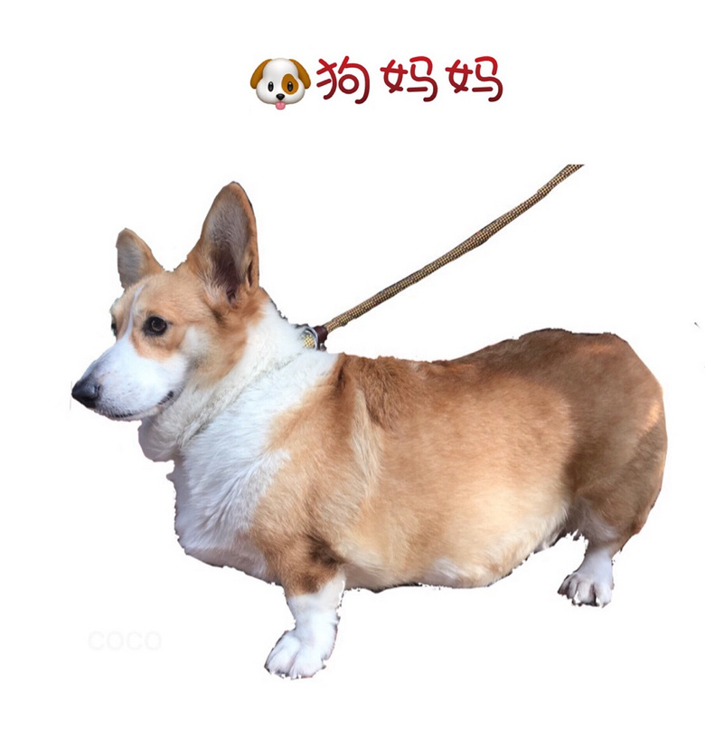 ��������Ѫͳ���ֿ»�С�̹����ӻư�ë˫ɫ�������������������