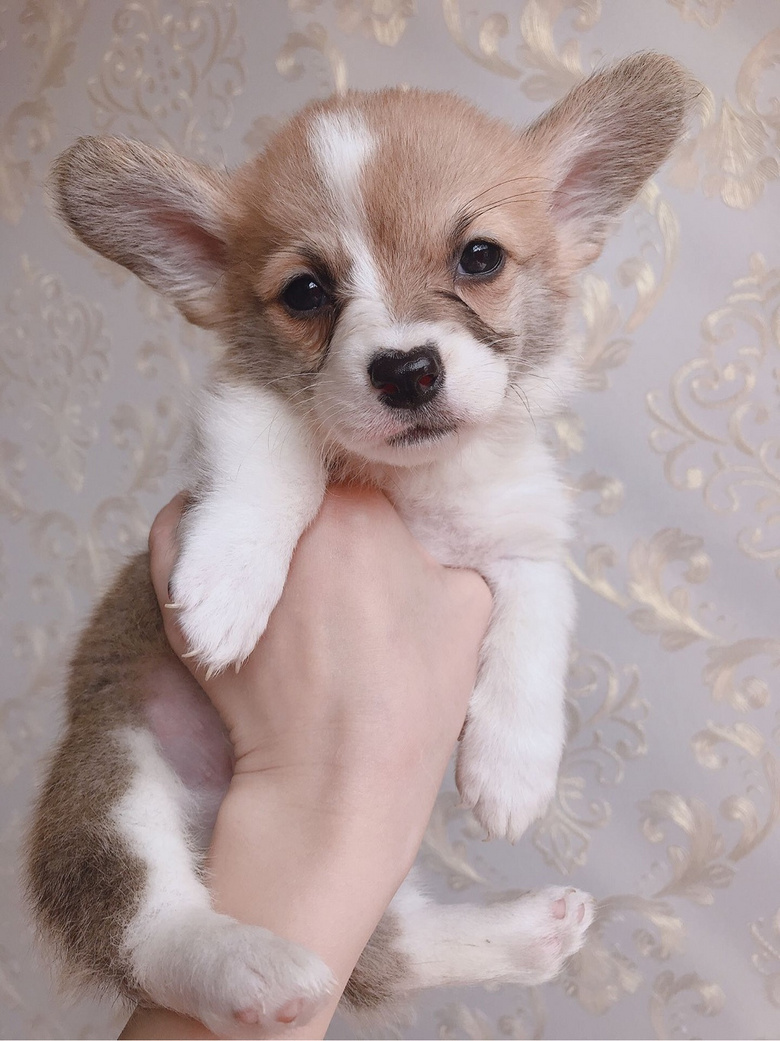 出售正宗血统纯种柯基小奶狗崽子黄白毛双色短腿领养家养活体宠物