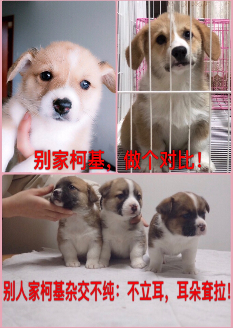 ��������Ѫͳ���ֿ»�С�̹����ӻư�ë˫ɫ�������������������