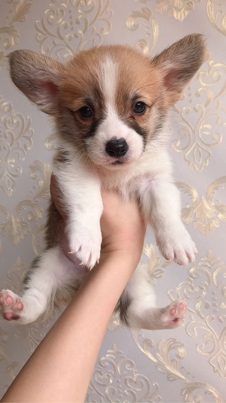 ��������Ѫͳ���ֿ»�С�̹����ӻư�ë˫ɫ�������������������