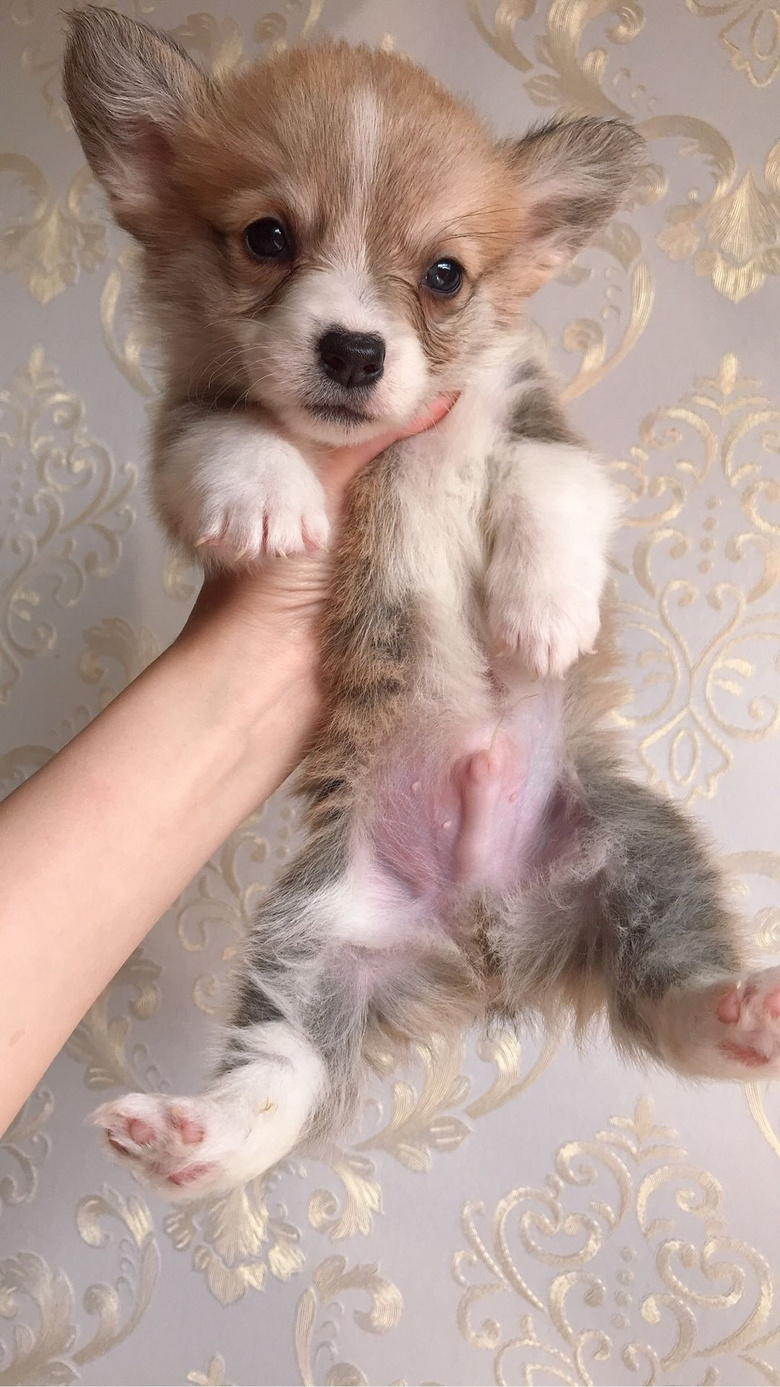 ��������Ѫͳ���ֿ»�С�̹����ӻư�ë˫ɫ�������������������