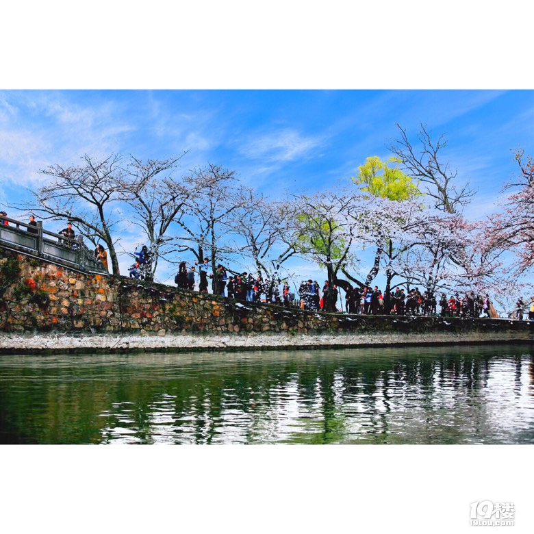 无锡鼋渚头樱花