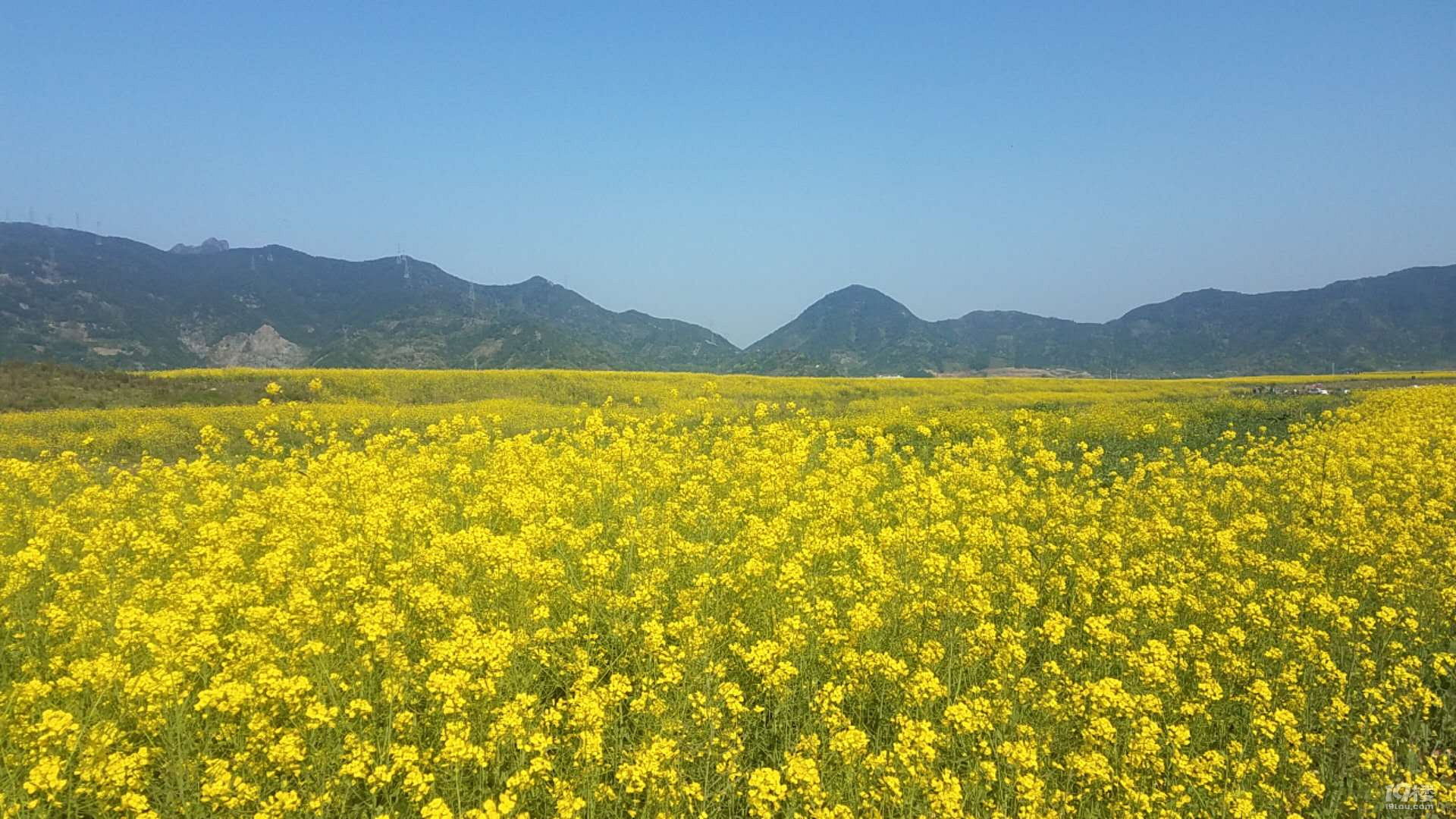 桐屿油菜花开,周末带娃好去处