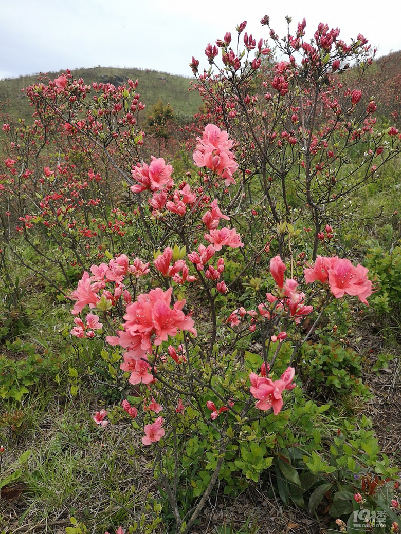 太湖山上紅杜鵑