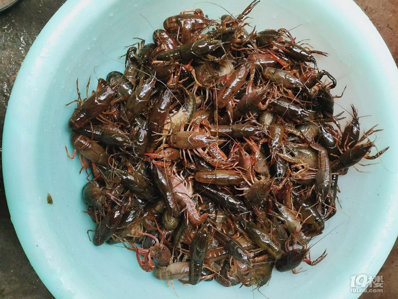 钓龙虾发家致富好项目