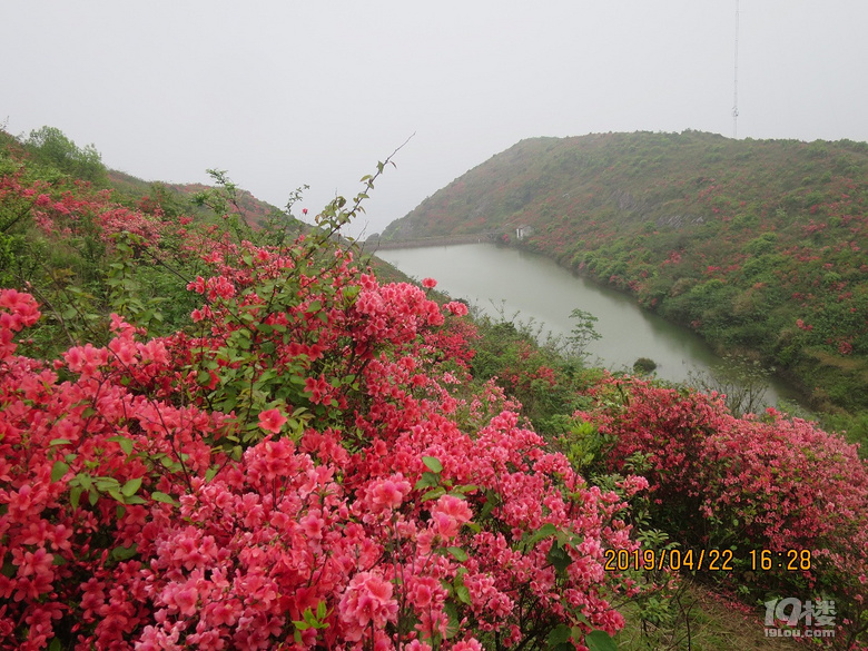 太湖山杜鵑花谷後起之秀上堡山杜鵑花海美麗依然