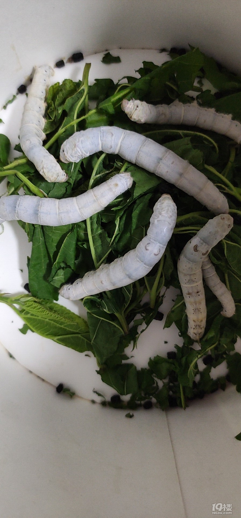 随手拍白胖白胖的蚕宝宝做了彩色的蚕蛹