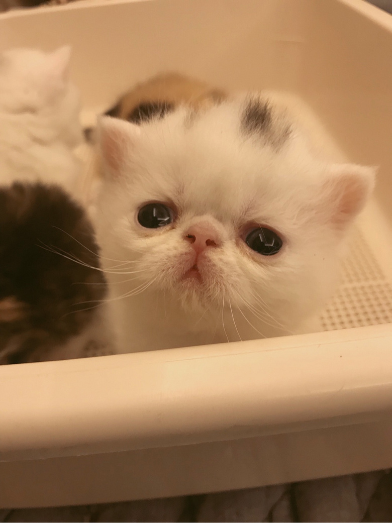 �ӷƱ������¿���������