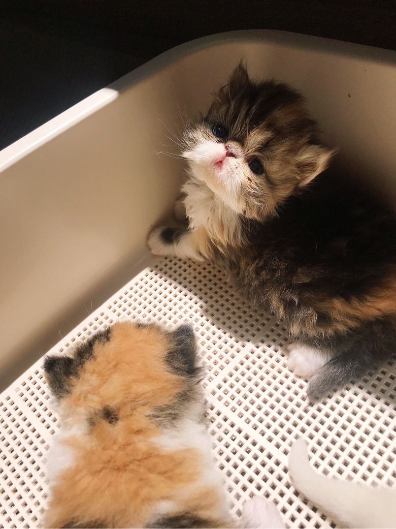 �ӷƱ������¿���������