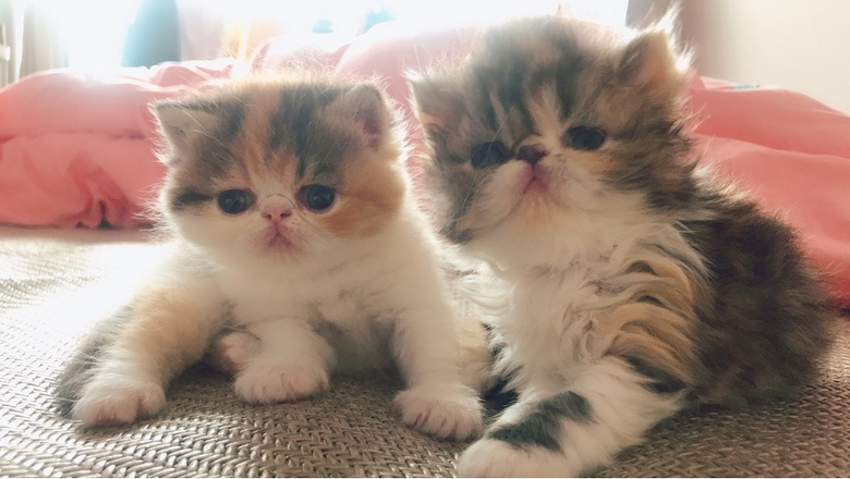 �ӷƱ������¿���������