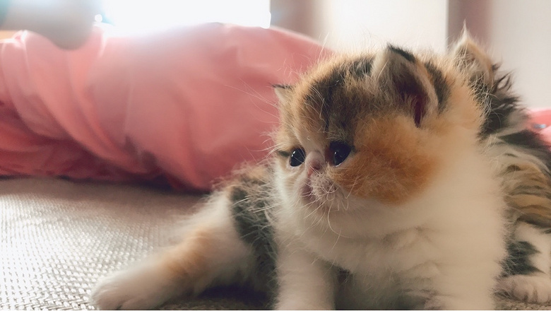 �ӷƱ������¿���������