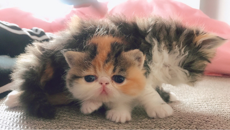 �ӷƱ������¿���������