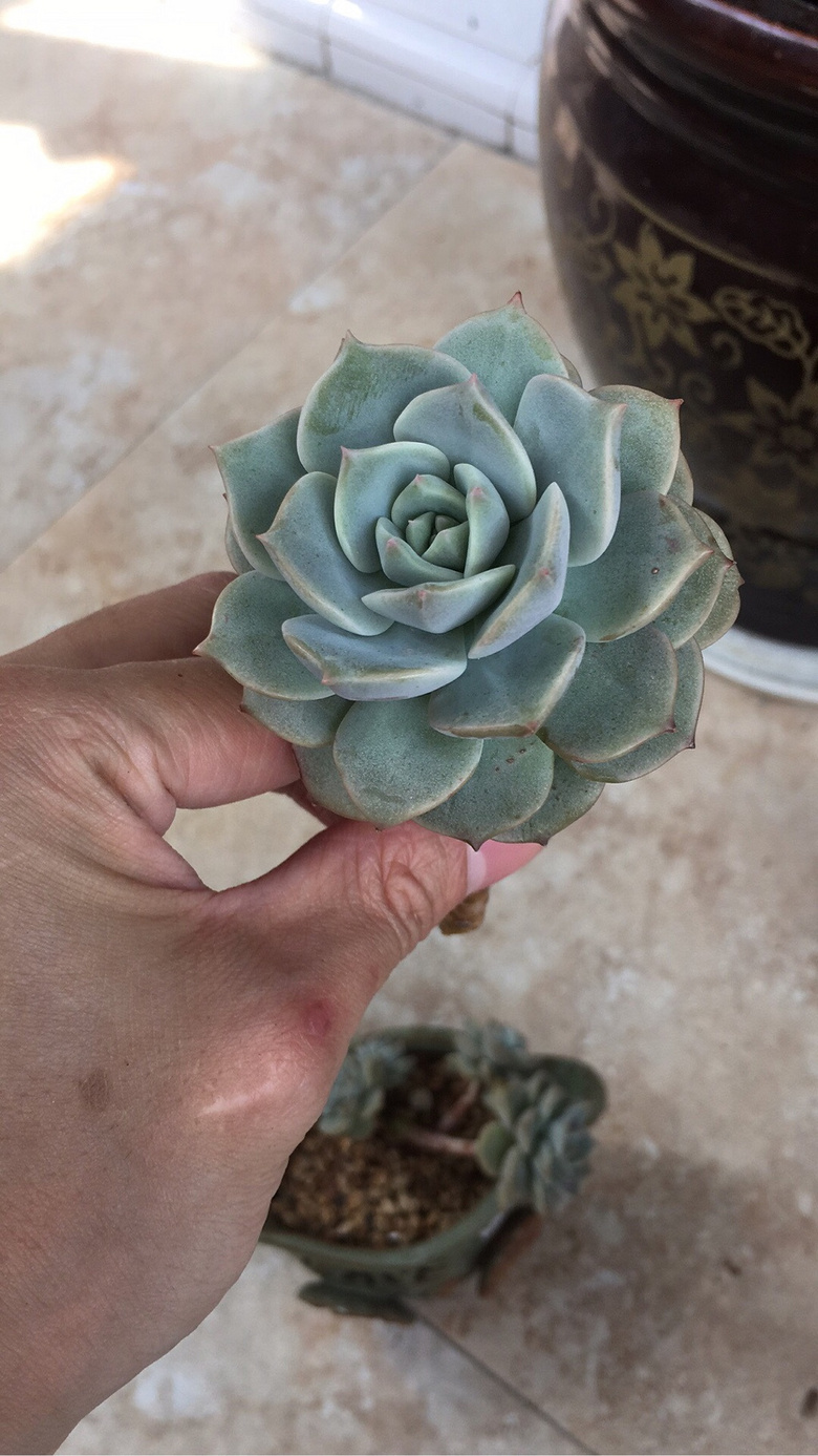 ���⿳ͷ�޽�