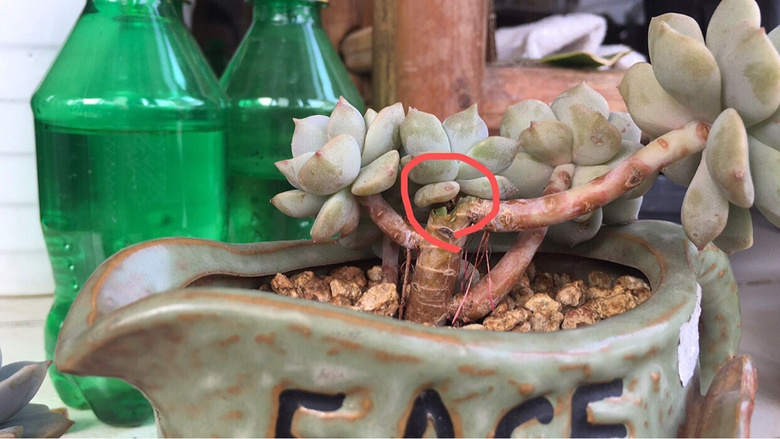 ���⿳ͷ�޽�