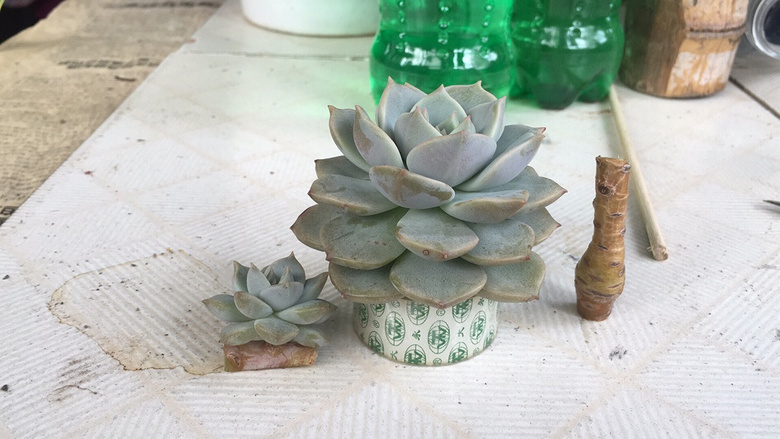 ���⿳ͷ�޽�