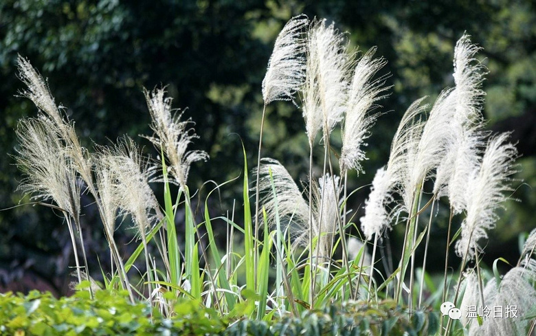 网传石塘闹山火,民宿路已封?地点不对,火确实有