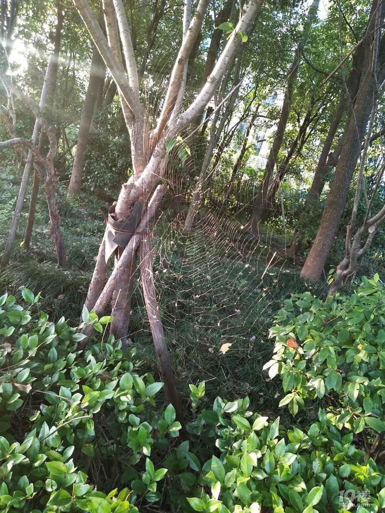 蜘蛛侠这个房子算几室几厅呢?