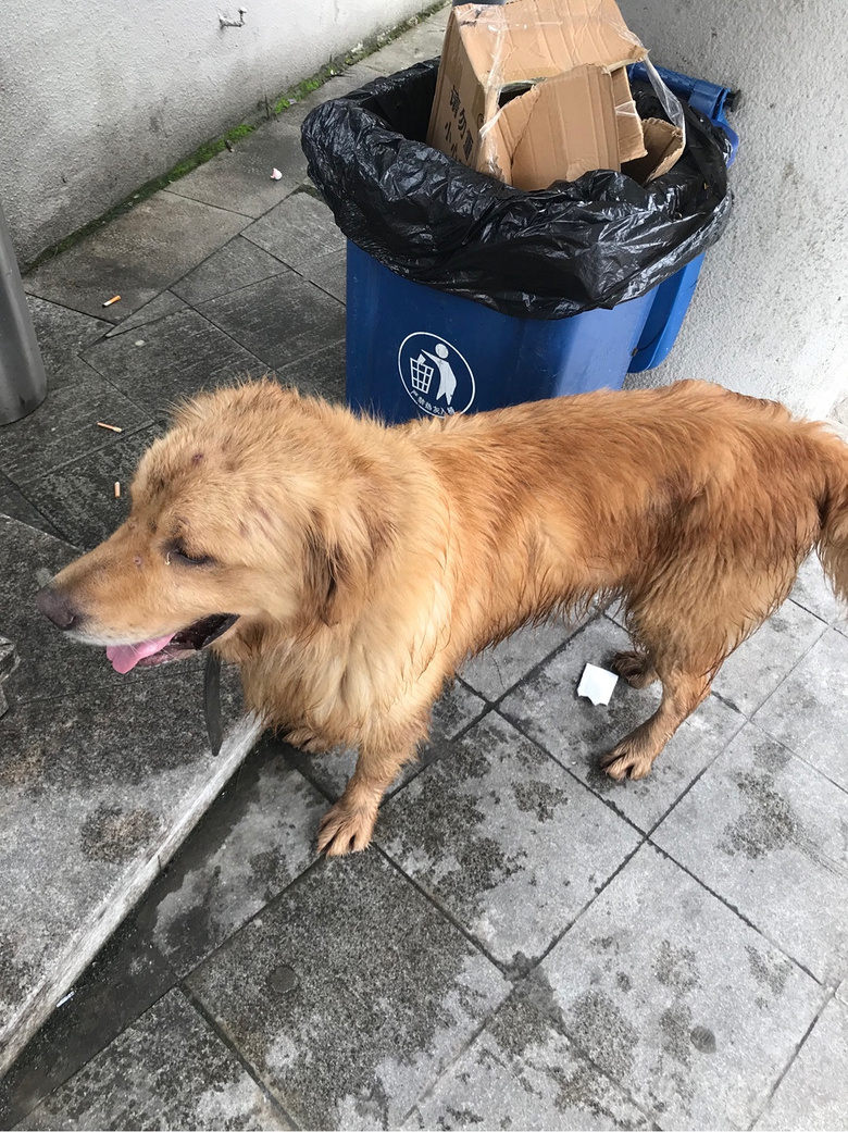 Ѱ���� ̨���������� һֻ���˽�ë �������к�ɫ��Ȧ