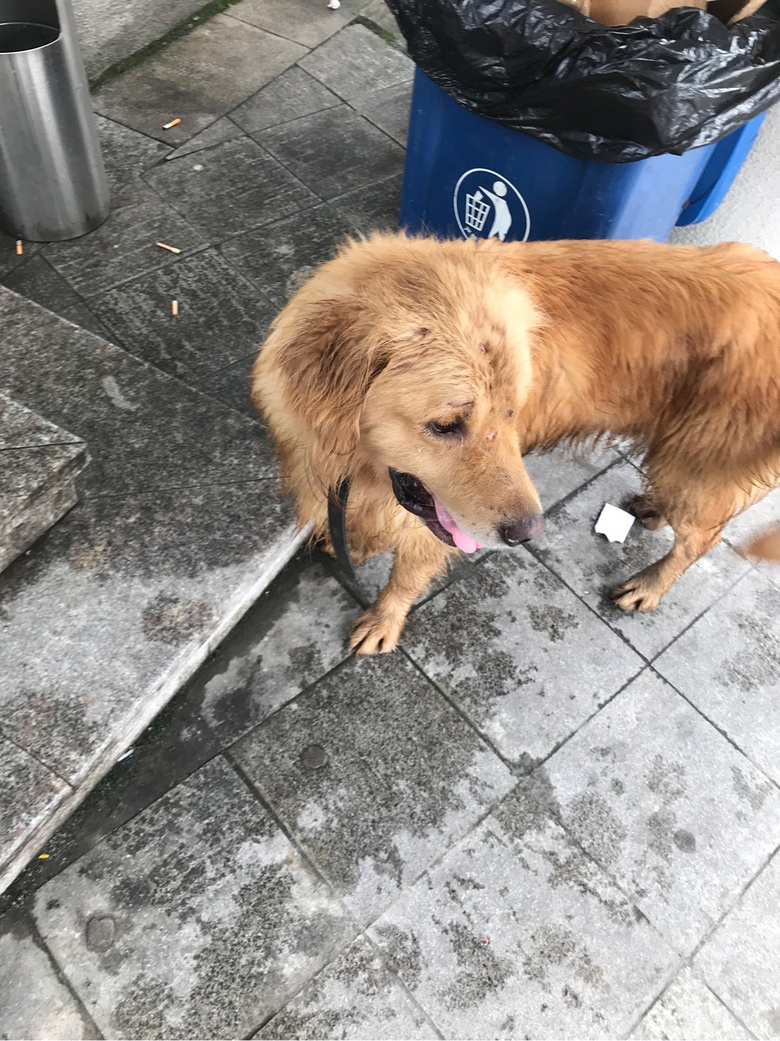 Ѱ���� ̨���������� һֻ���˽�ë �������к�ɫ��Ȧ