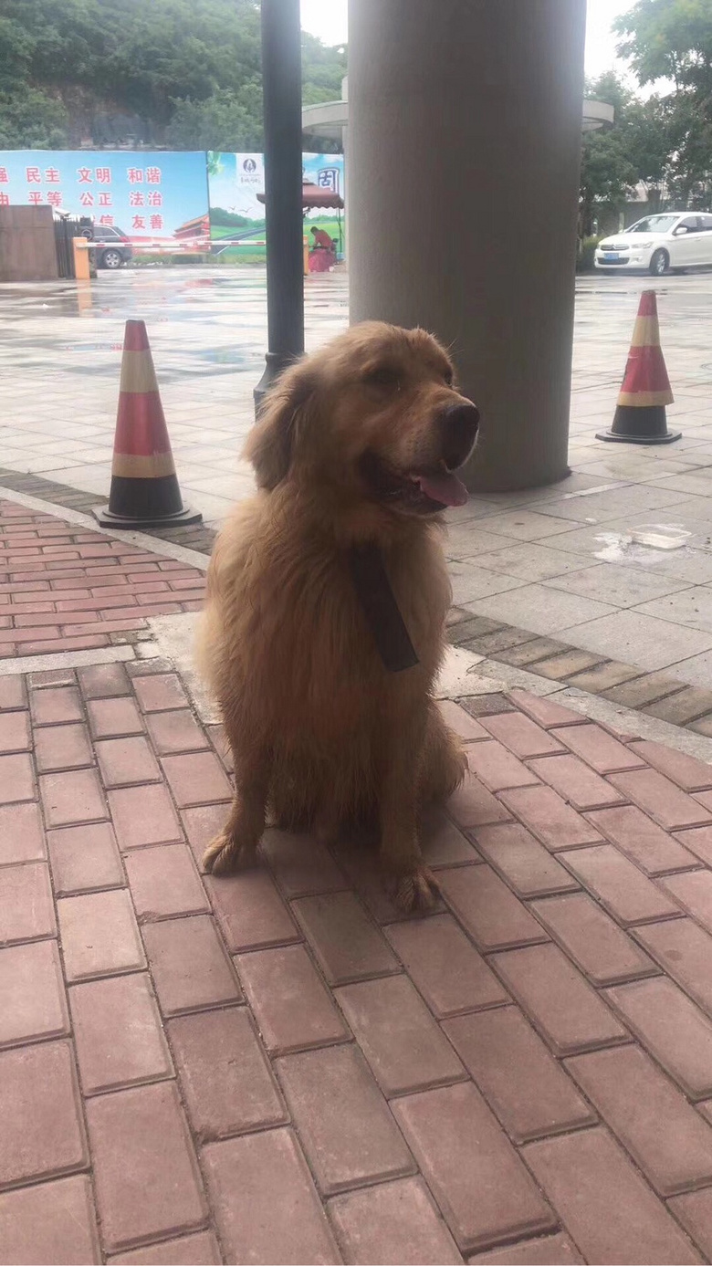 Ѱ���� ̨���������� һֻ���˽�ë �������к�ɫ��Ȧ