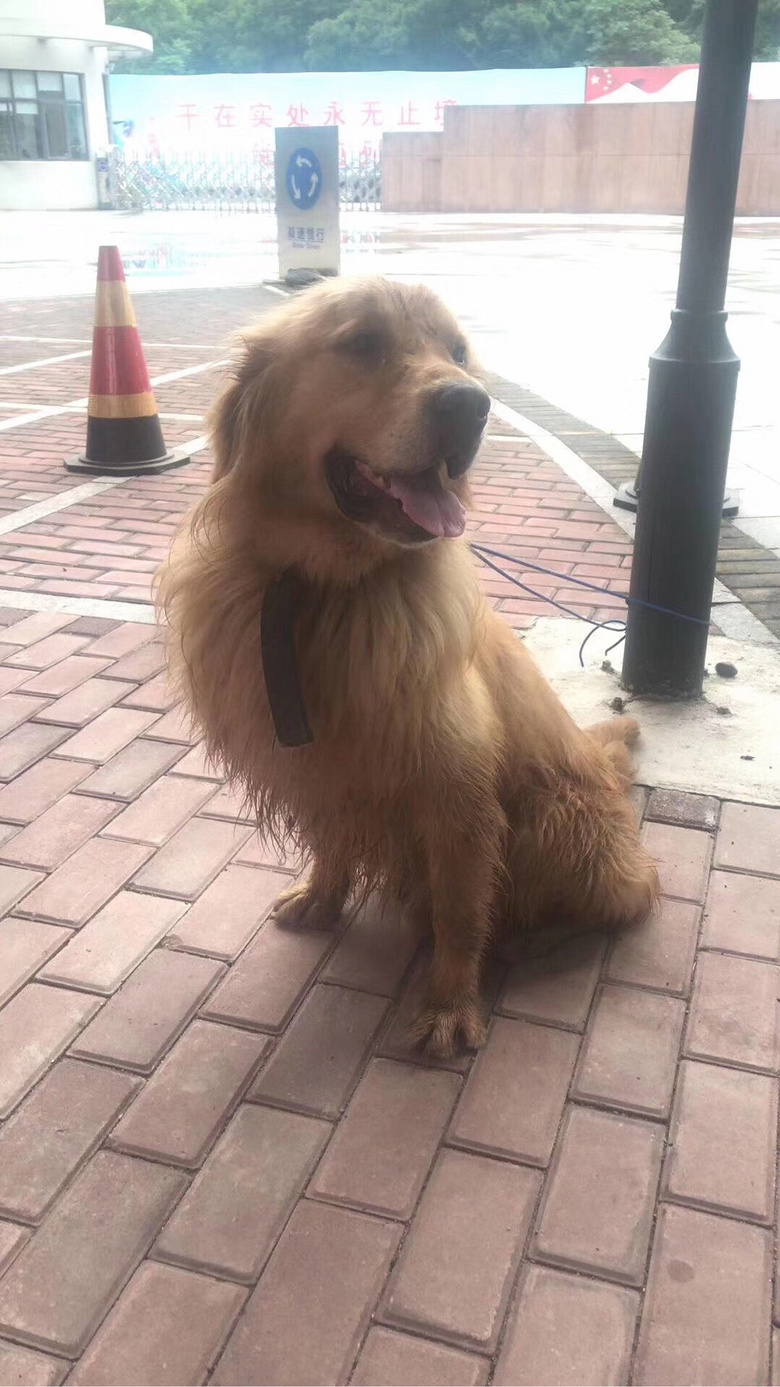 Ѱ���� ̨���������� һֻ���˽�ë �������к�ɫ��Ȧ