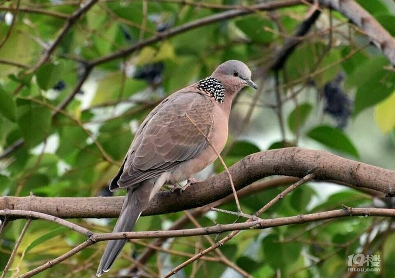 乡下咕咕鸟路边电杆上随处可见环境真的变好了还是人不敢抓